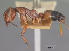 (Camponotus putatus - CASENT0050372-D01)  @13 [ ] Unspecified (default): All Rights Reserved  Unspecified Unspecified