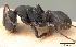  (Camponotus edmondi - CASENT0059133)  @13 [ ] Unspecified (default): All Rights Reserved  Unspecified Unspecified