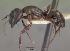  (Camponotus quadrimaculatus - CASENT0133249)  @13 [ ] CreativeCommons - Attribution Non-Commercial No Derivatives (2011) Brian Fisher California Academy of Sciences