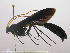 (Thyreodon morosusDHJ01 - INB0003780996)  @15 [ ] Copyright (2011) R. Zuniga Instituto Nacional de Biodiversidad