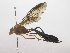  (Thyreodon rufothorax - INB0003837170)  @11 [ ] Copyright (2011) R. Zuniga Instituto Nacional de Biodiversidad