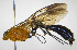  (Thyreodon rufothoraxDHJ03 - INB0003996146)  @15 [ ] Copyright (2012) Ronald Zuniga Instituto Nacional de Biodiversidad, Costa Rica
