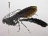  (Thyreodon darlingi - INB0004075135)  @14 [ ] Copyright (2011) R. Zuniga Instituto Nacional de Biodiversidad