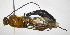  (Thyreodon rufothoraxDHJ01 - INB0004191771)  @15 [ ] Copyright (2012) Ronald Zuniga Instituto Nacional de Biodiversidad, Costa Rica