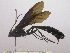  (Thyreodon niger - INBIOCRI000225050)  @11 [ ] Copyright (2011) R. Zuniga Instituto Nacional de Biodiversidad