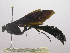  (Thyreodon morosus - INBIOCRI000342833)  @11 [ ] Copyright (2011) R. Zuniga Instituto Nacional de Biodiversidad