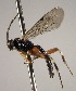  (Pimpla punicipesRZ03 - INB0003139669)  @14 [ ] Copyright (2010) Ronald Zuniga Unspecified