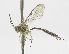  (Brachycyrtus pretiosus - INB0003140056)  @13 [ ] Copyright (2011) R.Zuniga INBio
