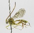  (Brachycyrtus oculatus - INB0004030060)  @14 [ ] Copyright (2011) R.Zuniga INBio
