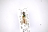  (Chrysochlorininae - INB0003152609)  @13 [ ] Copyright (2012) M. Zumbado Instituto Nacional de Biodiversidad