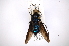  (Artemita bicolor - INB0003312685)  @13 [ ] Copyright (2012) M. Zumbado Instituto Nacional de Biodiversidad