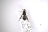  (Popanomyia - INB0003377190)  @13 [ ] Copyright (2012) M. Zumbado Instituto Nacional de Biodiversidad