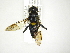  (Palpada scutellaris - INB0004290258)  @15 [ ] Copyright (2012) M. Zumbado Instituto Nacional de Biodiversidad