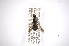  (Acanthinomyia - INBIOCRI000802061)  @13 [ ] Copyright (2012) M. Zumbado Instituto Nacional de Biodiversidad