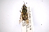  (Microchrysa bicolor - INBIOCRI002426204)  @11 [ ] Copyright (2012) M. Zumbado Instituto Nacional de Biodiversidad
