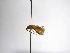  (Zelomorpha katatonus - INB0004068215)  @11 [ ] Copyright (2012) B. Hernandez Instituto Nacional de Biodiversidad