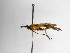  (Zelomorpha amoena - INBIOCRI000917782)  @11 [ ] Copyright (2012) B. Hernandez Instituto Nacional de Biodiversidad