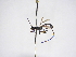  (Acrophasmus exilis - INBIOCRI000951285)  @11 [ ] Copyright (2012) B. Hernandez Instituto Nacional de Biodiversidad