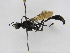  (Ammophila gaumeri - INBIOCRI001108815)  @11 [ ] Copyright (2012) Braulio Hernandez Instituto Nacional de Biodiversidad