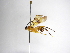  (Zelomorpha cucullifera - INBIOCRI001126766)  @11 [ ] Copyright (2012) B. Hernandez Instituto Nacional de Biodiversidad