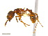  (Myrmica americana - JJ-L8-01)  @15 [ ] CreativeCommons - Attribution (2011) M. Alex Smith Centre for Biodiversity Genomics