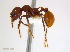  (Aphaenogaster tennesseensis - JJ-B4-02)  @15 [ ] CreativeCommons - Attribution (2011) M. Alex Smith Centre for Biodiversity Genomics