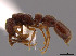  (Syscia brachyptera - CASENT0630858)  @14 [ ] CreativeCommons - Attribution (2013) Unspecified University of Utah