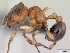  (Pristomyrmex browni - CASENT0060001-D01)  @13 [ ] CreativeCommons - Attribution Non-Commercial No Derivatives (2011) Brian Fisher California Academy of Sciences