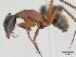  (Camponotus aurosus - CASENT0056472-D01)  @13 [ ] Unspecified (default): All Rights Reserved  Unspecified Unspecified
