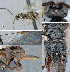  ( - DHJPAR0001550)  @11 [ ] CreativeCommons  Attribution Non-Commercial Share-Alike (2018) Jose Fernandez-Triana Canadian National Collection of Insects, Arachnids and Nematodes
