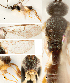  (Apanteles adrianaguilarae - DHJPAR0001553)  @15 [ ] CreativeCommons  Attribution Non-Commercial Share-Alike (2018) Jose Fernandez-Triana Canadian National Collection of Insects, Arachnids and Nematodes