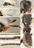  ( - DHJPAR0001578)  @12 [ ] CreativeCommons  Attribution Non-Commercial Share-Alike (2018) Jose Fernandez-Triana Canadian National Collection of Insects, Arachnids and Nematodes