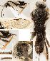  ( - DHJPAR0001602)  @12 [ ] CreativeCommons  Attribution Non-Commercial Share-Alike (2018) Jose Fernandez-Triana Canadian National Collection of Insects, Arachnids and Nematodes
