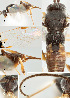  ( - DHJPAR0001655)  @11 [ ] CreativeCommons  Attribution Non-Commercial Share-Alike (2018) Jose Fernandez-Triana Canadian National Collection of Insects, Arachnids and Nematodes