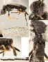  ( - DHJPAR0002269)  @12 [ ] CreativeCommons  Attribution Non-Commercial Share-Alike (2018) Jose Fernandez-Triana Canadian National Collection of Insects, Arachnids and Nematodes