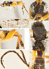  ( - DHJPAR0002284)  @12 [ ] CreativeCommons  Attribution Non-Commercial Share-Alike (2018) Jose Fernandez-Triana Canadian National Collection of Insects, Arachnids and Nematodes