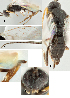  ( - DHJPAR0002688)  @11 [ ] CreativeCommons  Attribution Non-Commercial Share-Alike (2018) Jose Fernandez-Triana Canadian National Collection of Insects, Arachnids and Nematodes