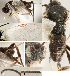  ( - DHJPAR0002716)  @11 [ ] CreativeCommons  Attribution Non-Commercial Share-Alike (2018) Jose Fernandez-Triana Canadian National Collection of Insects, Arachnids and Nematodes