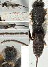  ( - DHJPAR0002960)  @12 [ ] CreativeCommons  Attribution Non-Commercial Share-Alike (2018) Jose Fernandez-Triana Canadian National Collection of Insects, Arachnids and Nematodes