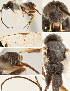  ( - DHJPAR0003990)  @12 [ ] CreativeCommons  Attribution Non-Commercial Share-Alike (2018) Jose Fernandez-Triana Canadian National Collection of Insects, Arachnids and Nematodes
