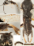  ( - DHJPAR0004186)  @11 [ ] CreativeCommons  Attribution Non-Commercial Share-Alike (2018) Jose Fernandez-Triana Canadian National Collection of Insects, Arachnids and Nematodes