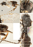  ( - DHJPAR0004996)  @11 [ ] CreativeCommons  Attribution Non-Commercial Share-Alike (2018) Jose Fernandez-Triana Canadian National Collection of Insects, Arachnids and Nematodes