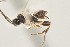  (Apanteles ronaldnavarroi - DHJPAR0005196)  @13 [ ] CreativeCommons - Attribution Non-Commercial Share-Alike (2015) Jose L. Fernandez-Triana Canadian National Collection