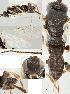  ( - DHJPAR0005228)  @11 [ ] CreativeCommons  Attribution Non-Commercial Share-Alike (2018) Jose Fernandez-Triana Canadian National Collection of Insects, Arachnids and Nematodes