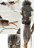  ( - DHJPAR0005259)  @12 [ ] CreativeCommons  Attribution Non-Commercial Share-Alike (2018) Jose Fernandez-Triana Canadian National Collection of Insects, Arachnids and Nematodes