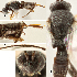  ( - DHJPAR0005279)  @12 [ ] CreativeCommons  Attribution Non-Commercial Share-Alike (2018) Jose Fernandez-Triana Canadian National Collection of Insects, Arachnids and Nematodes