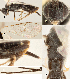  ( - DHJPAR0011908)  @12 [ ] CreativeCommons  Attribution Non-Commercial Share-Alike (2018) Jose Fernandez-Triana Canadian National Collection of Insects, Arachnids and Nematodes