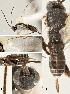  ( - DHJPAR0011962)  @12 [ ] CreativeCommons  Attribution Non-Commercial Share-Alike (2018) Jose Fernandez-Triana Canadian National Collection of Insects, Arachnids and Nematodes