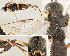  ( - DHJPAR0012468)  @14 [ ] CreativeCommons  Attribution Non-Commercial Share-Alike (2018) Jose Fernandez-Triana Canadian National Collection of Insects, Arachnids and Nematodes