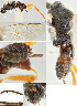 ( - DHJPAR0012472)  @12 [ ] CreativeCommons  Attribution Non-Commercial Share-Alike (2018) Jose Fernandez-Triana Canadian National Collection of Insects, Arachnids and Nematodes